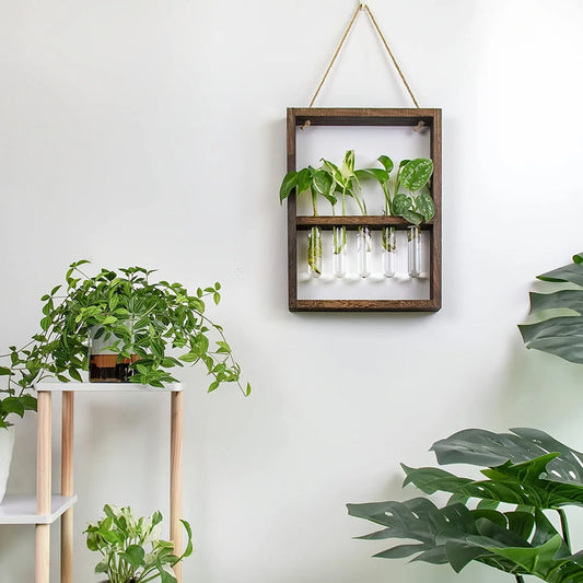Cadre photo de propagation de plantes