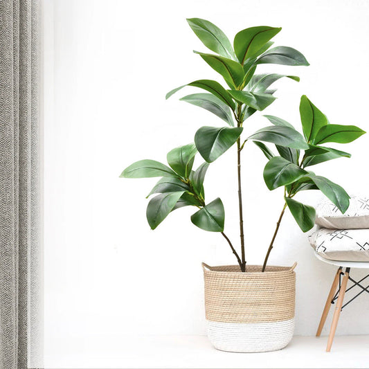 Fausses branches de figuier
