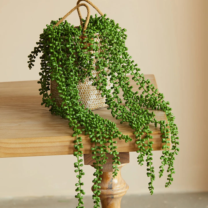 Faux lierre succulent