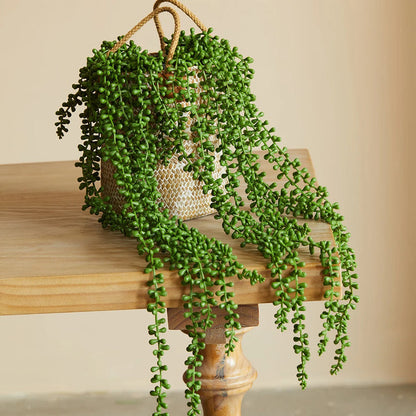Faux lierre succulent