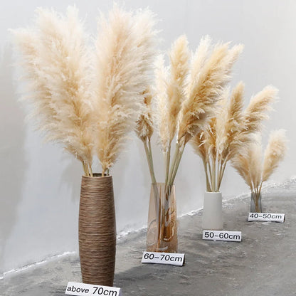Herbe de la Pampa Séchée – Lot de 10 Panaches Naturels