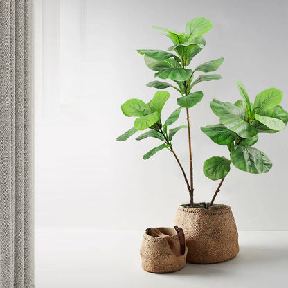 Fausses branches de figuier