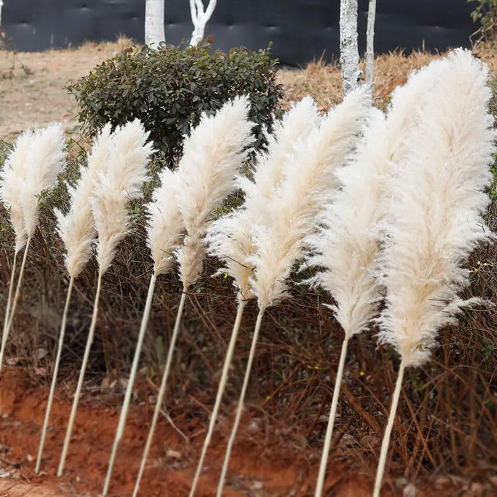 Herbe de la Pampa Séchée – Lot de 10 Panaches Naturels