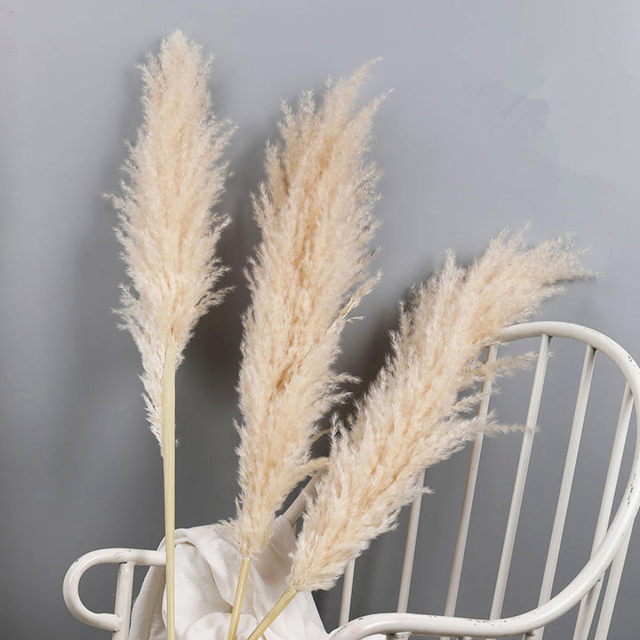 Herbe de la Pampa Séchée – Lot de 10 Panaches Naturels